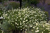 Yellow camomile 'Sauce Hollandaise' in bloom in a garden