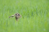Brown hare in a grain field in spring Hesse Germany