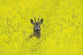 Roe buck in spring in a rape field Hesse Germany