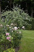 Rose-tree 'Bonica in bloom in a garden
