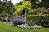 Arche de Charme à l'entrée d'un jardin ; Rosier 'Play Rose'. Chataire 'Six Hills Giant'. Catalpa 'Aurea'