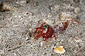 Shrimp Raja Ampat West Papua Indonesia