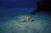 Blue-spotted Stingray swimming on the bottom Mozambique
