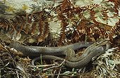Smooth snake ; From N. Portugal to N. Iran, from Sicilia to Scandinavia