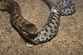 Smooth snake aating a asp viper ; From N. Portugal to N. Iran, from Sicilia to Scandinavia
