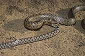 Smooth snake aating a asp viper ; From N. Portugal to N. Iran, from Sicilia to Scandinavia