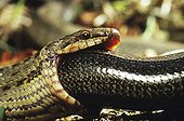 Portrait of a Smooth snake eating a slow-worm ; From N. Portugal to N. Iran, from Sicilia to Scandinavia