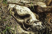 Smooth snake basking on a tree swamp ; From N. Portugal to N. Iran, from Sicilia to Scandinavia
