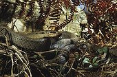 Smooth snake on the ground ; From N. Portugal to N. Iran, from Sicilia to Scandinavia