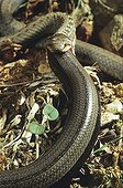 Smooth snake eating a slow-worm ; From N. Portugal to N. Iran, from Sicilia to Scandinavia