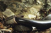 Smooth snake eating a slow-worm ; From N. Portugal to N. Iran, from Sicilia to Scandinavia