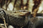 Portrait of a Smooth snake ; From N. Portugal to N. Iran, from Sicilia to Scandinavia