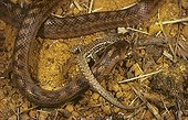 Southern smooth snake eating a Wall Lizard ; Portugal, Spain, S.France, Italy, N.Africa