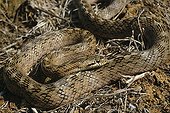Southern smooth snake ; Portugal, Spain, S.France, Italy, N.Africa