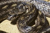 Portrait of a Southern smooth snake ; Portugal, Spain, S.France, Italy, N.Africa