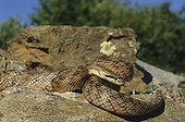 Southern smooth snake on rocks ; Portugal, Spain, S.France, Italy, N.Africa