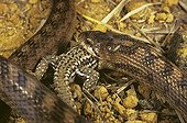 Southern smooth snake eating a Wall Lizard ; Portugal, Spain, S.France, Italy, N.Africa