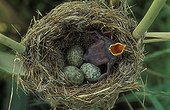 Common Cuckoo chick in Eurasian Reed-warbler Nest UK