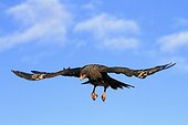 Striated Caracara on filght Falkland Islands