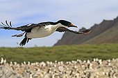 King Shag on filght Falkland Islands