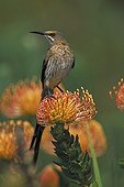 Cape Sugarbird male on Pincushion South Africa