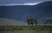 Mountain Zebras in South Africa