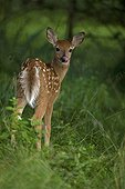 White-tailed Deer fawn with spots in woods in spring USA