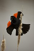 Red-winged Blackbird male calling New York USA