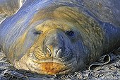 Portrait of southern Elephant seal winking Falkland Islands