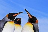King Penguins Parade Falkland Islands