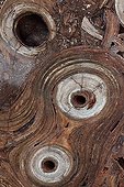 Fossil Stromatolite Cambrian Australia