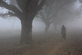 Cyclist and mango in the morning mist Lumbini Nepal
