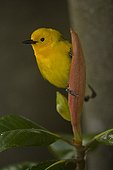 Prothonotary Warbler male Louisiana USA ; Common in wooded swamps and along streams - Seldom seen far from water - Nests in tree cavity low over water