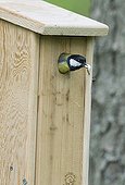 GREAT TIT ; Great Tit Parus major removing a foecal sack from nest box Norfolk spring