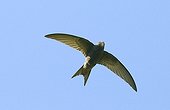 SWIFT ; SWIFT Apus apus Norfolk May