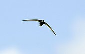 SWIFT ; SWIFT Apus apus Norfolk May