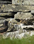 STARLING ; Starling (Sturnus vulgarus) feeding fledglings in nest in dry stone wall Shetland
