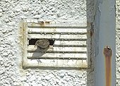 HOUSE SPARROW ; HOUSE SPARROW (Passer domesticus) female leaving nest in ventilation shaft of derelict building, carrying foecal sac, Shetland, Scotland, UK