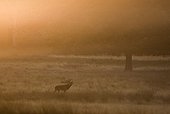 RED DEER ; RED DEER stag during the rut Richmond Park London