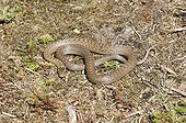 SMOOTH SNAKE ; SMOOTH SNAKE (Coronella austriaca) Dorset summer