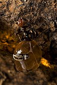 Honey Pot Ants with engorged gasters Arizona USA