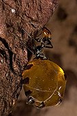 Honey Pot Ants with engorged gasters Arizona USA