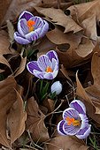 Crocus in bloom in a garden