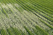 Field of Barley invaded by Matricaria France ; Weed Problem 