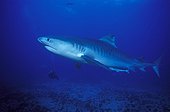 Tiger shark swimming in South Africa Indian Ocean