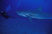 Diver and Tiger shark swimming in South Africa Indian Ocean