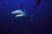 Tiger shark swimming and divers in South Africa Indian Ocean