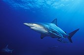 Blacktip Sharks swimming South Africa Indian Ocean