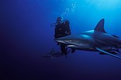 Diver and Blacktip Shark swimming South Africa Indian Ocean