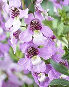Angelonia angustifolia Serena